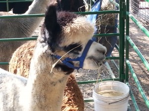 Meeting the alpaca that produced that fiber for the yarn I purchased. 